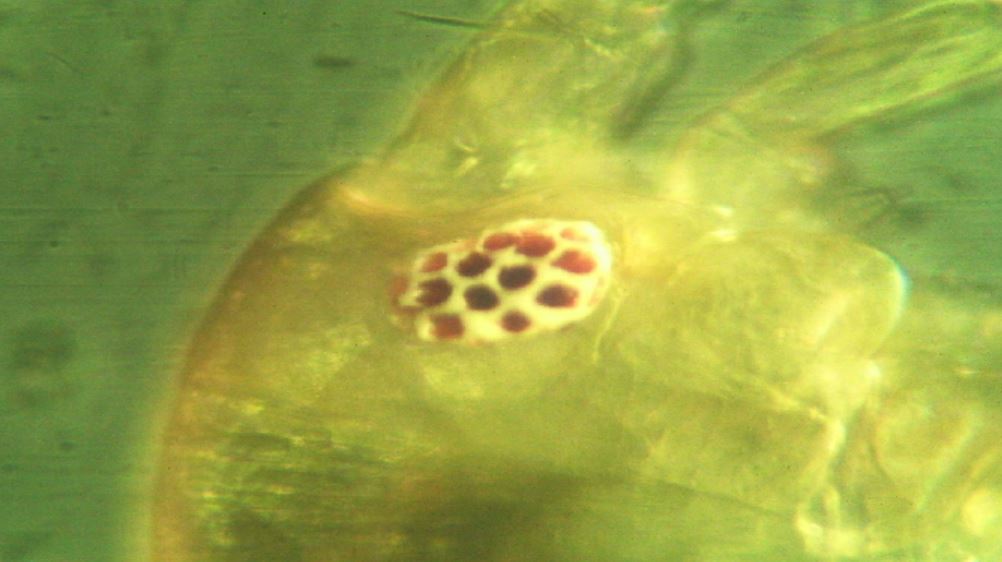 occhio di larva a me sconosciuta